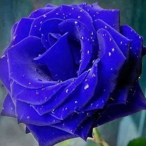 Meet your Posher, Ruth